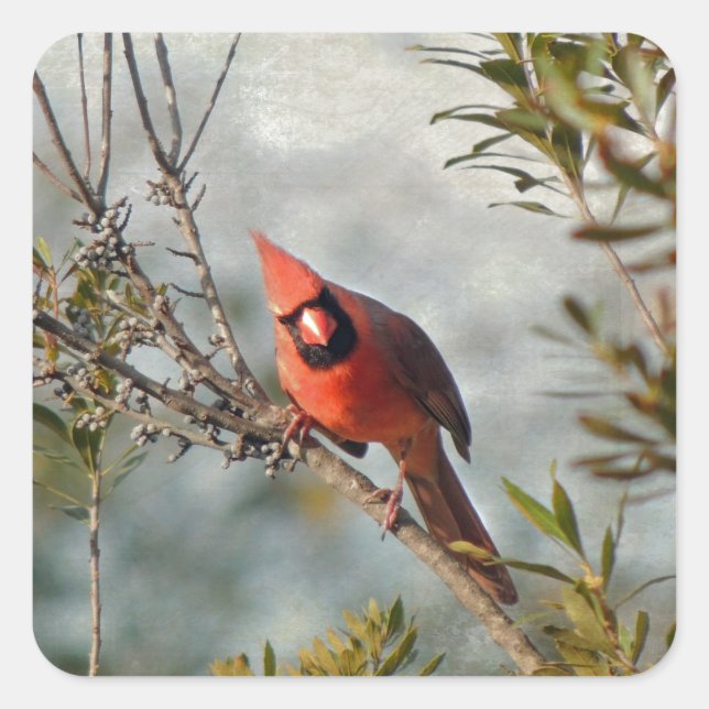 Northern Cardinal in Wax Myrtle Square Sticker (Front)