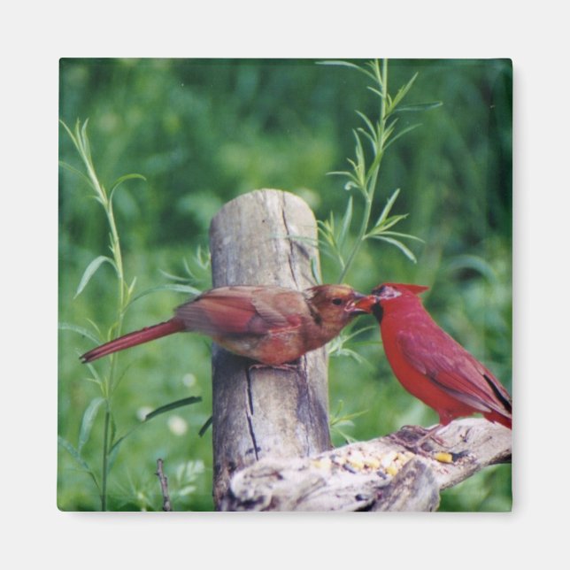 Northern Cardinal Magnet (Front)