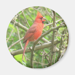 Northern Cardinal magnet