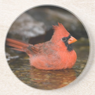 Northern Cardinal male bathing Coaster