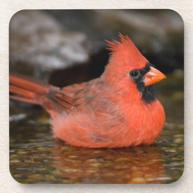 Northern Cardinal male bathing Coaster (Front)