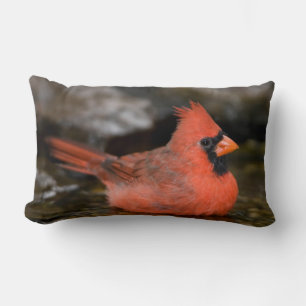 Northern Cardinal male bathing Lumbar Cushion