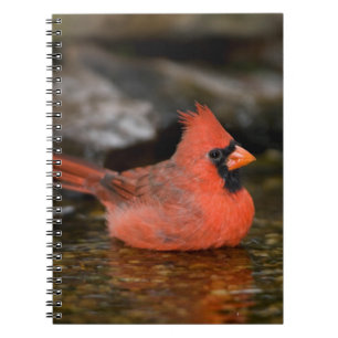 Northern Cardinal male bathing Notebook