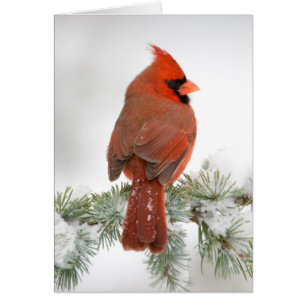 Northern Cardinal male on Blue Atlas Cedar