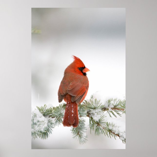 Northern Cardinal male on Blue Atlas Cedar Poster (Front)