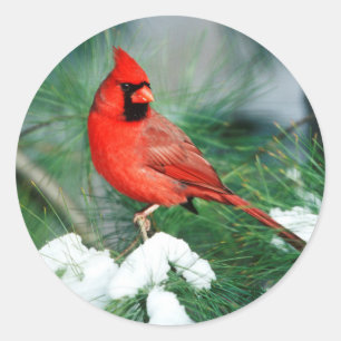 Northern Cardinal male on tree, IL Classic Round Sticker