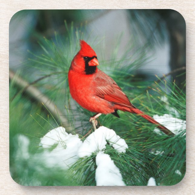 Northern Cardinal male on tree, IL Coaster (Front)