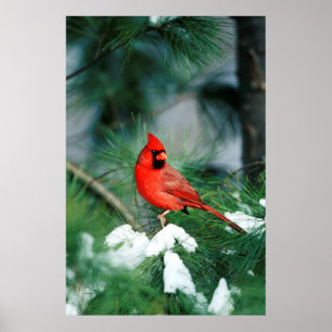 Northern Cardinal male on tree, IL Poster