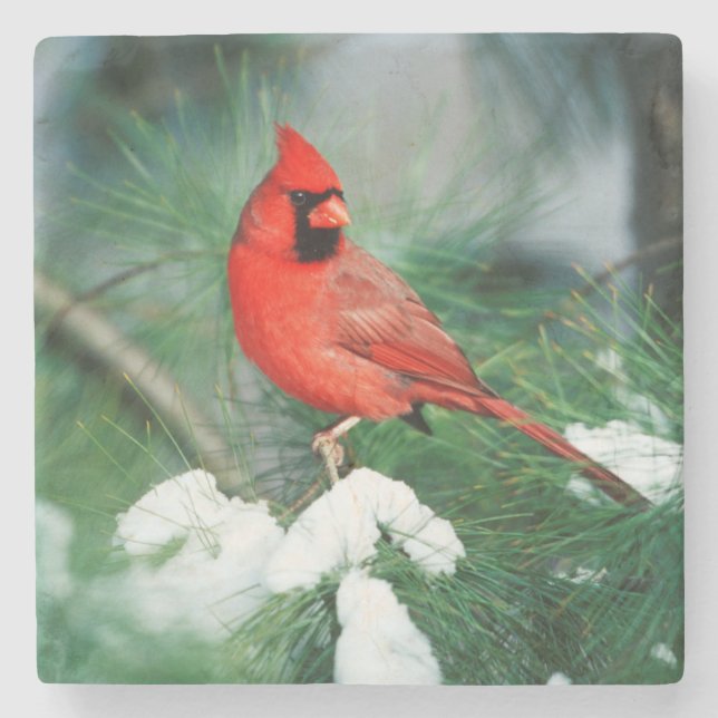 Northern Cardinal male on tree, IL Stone Coaster (Front)