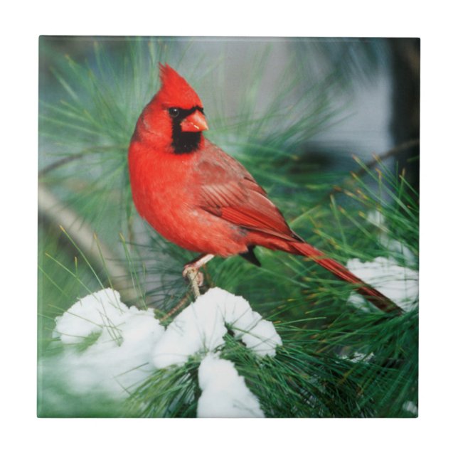 Northern Cardinal male on tree, IL Tile (Front)