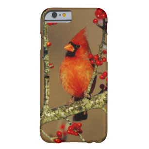 Northern Cardinal male perched, IL Barely There iPhone 6 Case