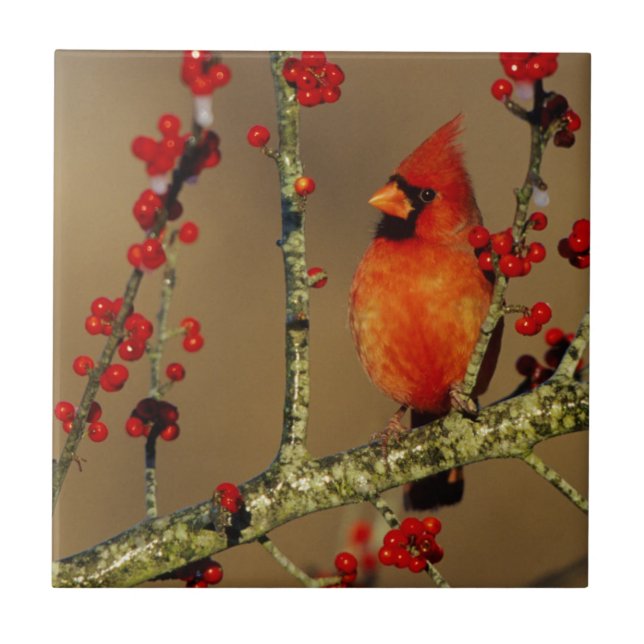 Northern Cardinal male perched, IL Ceramic Tile (Front)