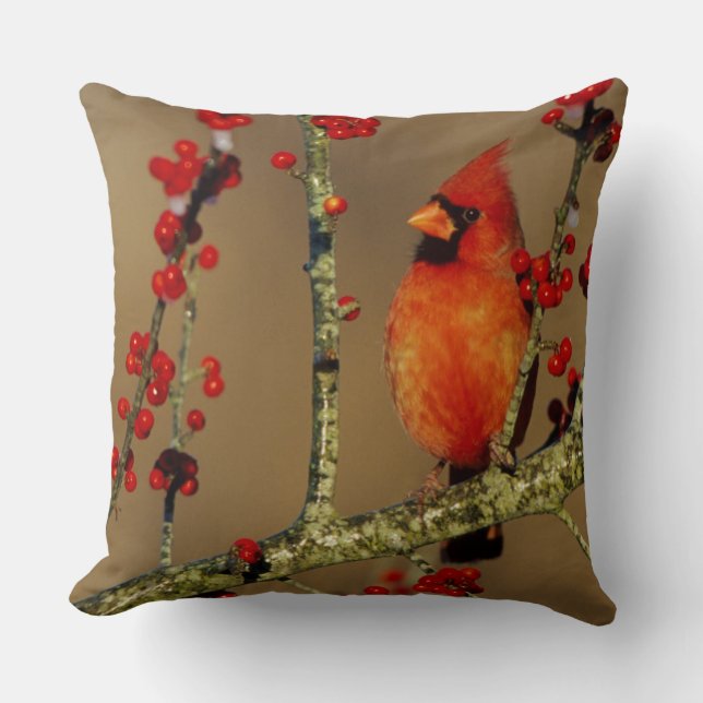 Northern Cardinal male perched, IL Cushion (Front)