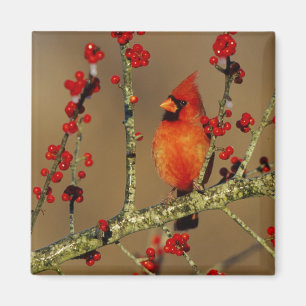 Northern Cardinal male perched, IL Magnet