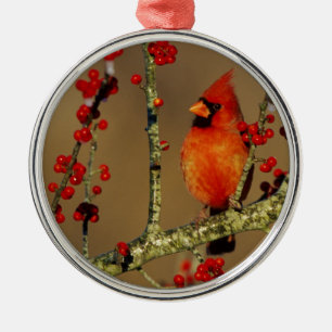 Northern Cardinal male perched, IL Metal Ornament