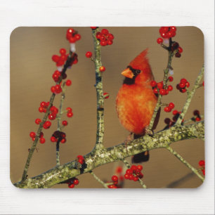 Northern Cardinal male perched, IL Mouse Pad