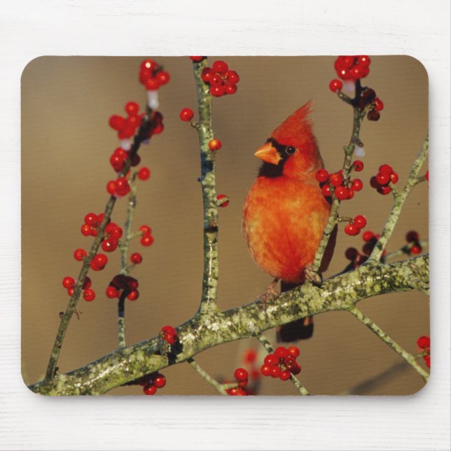 Northern Cardinal male perched, IL Mouse Pad (Front)