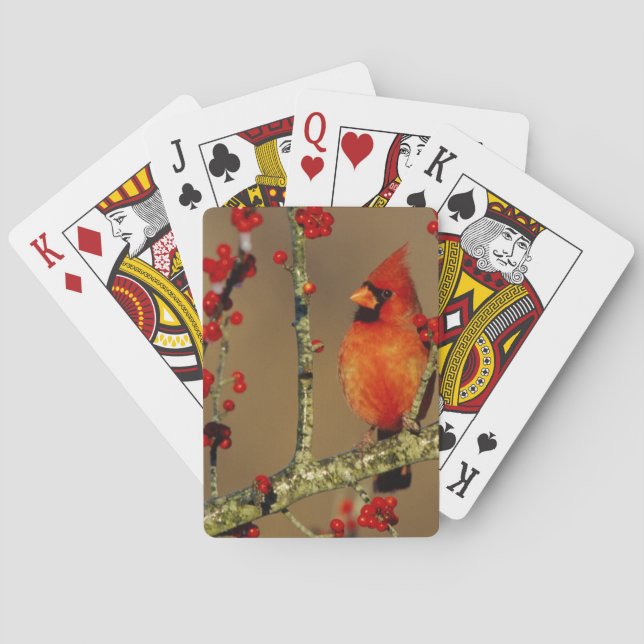 Northern Cardinal male perched, IL Playing Cards (Back)