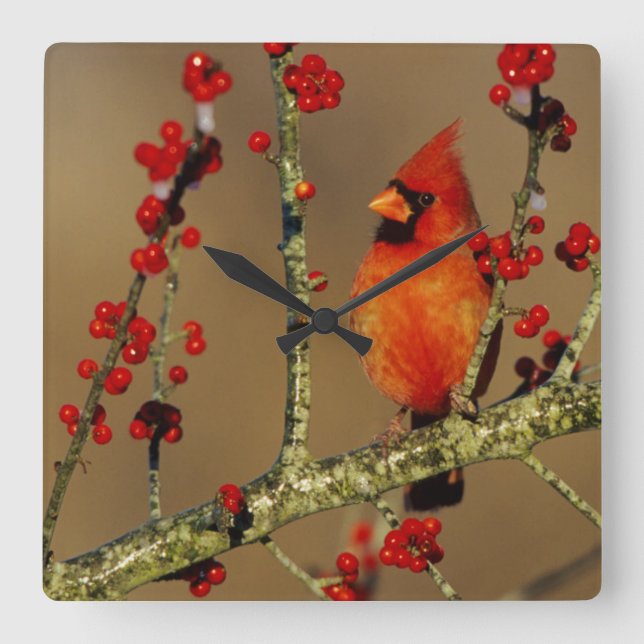 Northern Cardinal male perched, IL Square Wall Clock (Front)