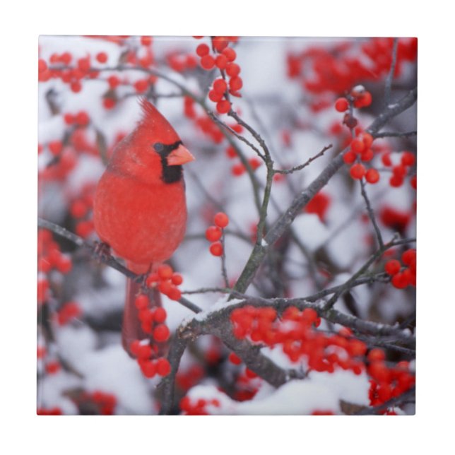 Northern Cardinal male, Winter, IL Ceramic Tile (Front)