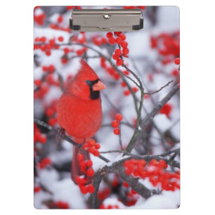 Northern Cardinal male, Winter, IL Clipboard