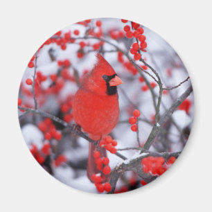 Northern Cardinal male, Winter, IL Magnet