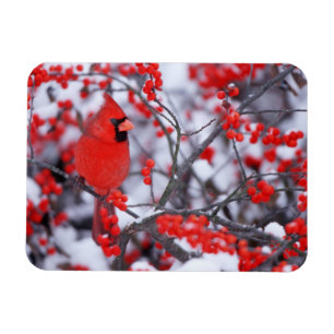 Northern Cardinal male, Winter, IL Magnet
