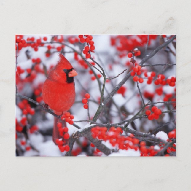 Northern Cardinal male, Winter, IL Postcard (Front)