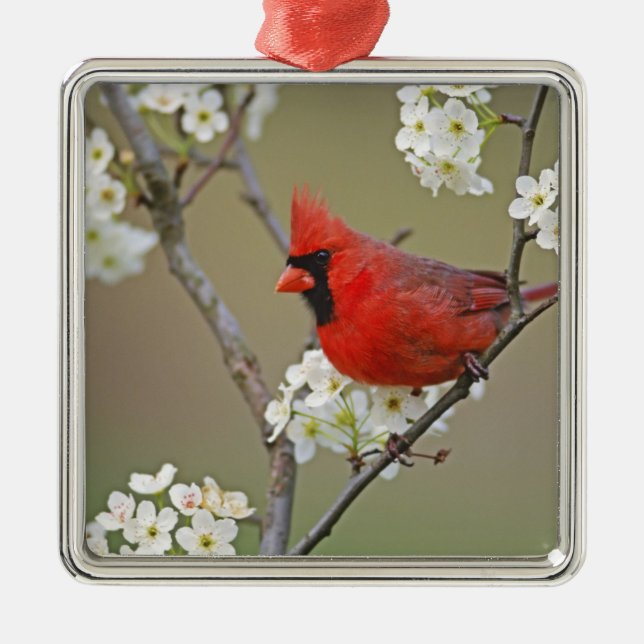 Northern Cardinal Metal Ornament (Front)