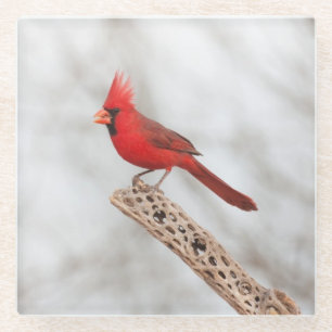 Northern Cardinal on a branch Glass Coaster
