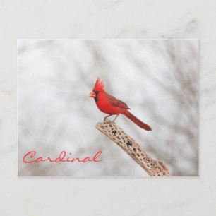 Northern Cardinal on a branch Postcard