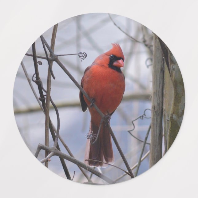 Northern Cardinal on a Misty Morning (Design 3)