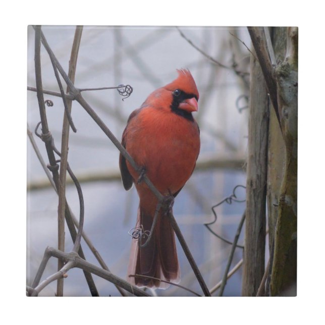 Northern Cardinal on a Misty Morning Ceramic Tile (Front)