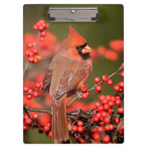 Northern Cardinal on Common Winterberry Clipboard