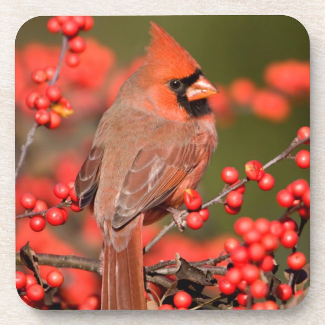 Northern Cardinal on Common Winterberry Coaster (Front)
