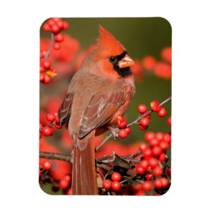 Northern Cardinal on Common Winterberry Magnet