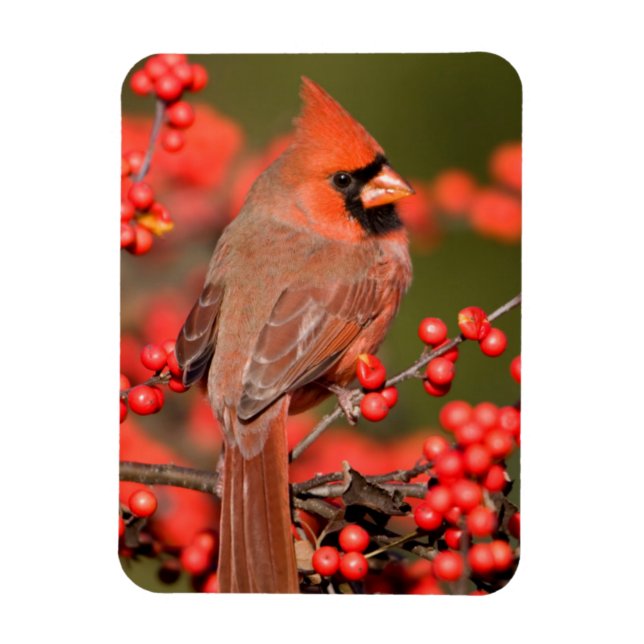 Northern Cardinal on Common Winterberry Magnet (Vertical)