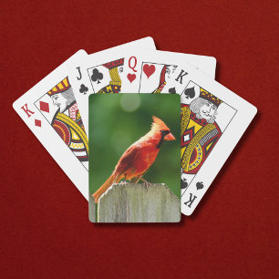 Northern Cardinal on Fence in Summer Playing Cards