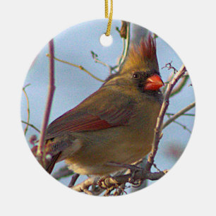 Northern Cardinal Photo Ornament 