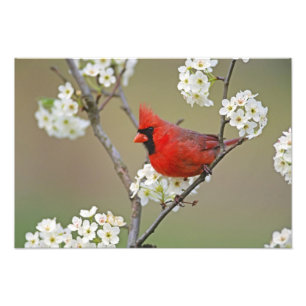 Northern Cardinal Photo Print