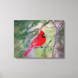 Northern Cardinal Portrait Canvas Print