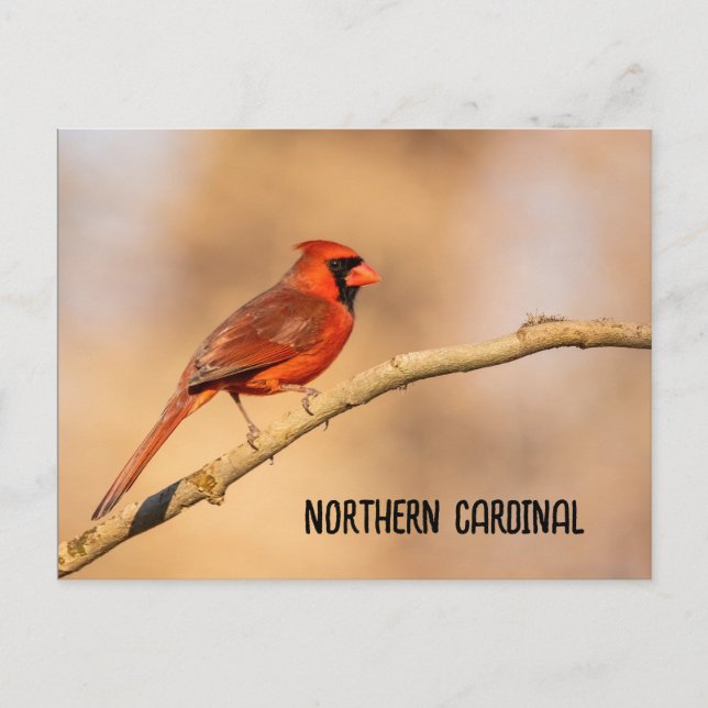 Northern Cardinal  Postcard (Front)