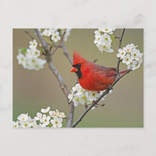 Northern Cardinal Postcard