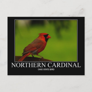 Northern Cardinal Postcard