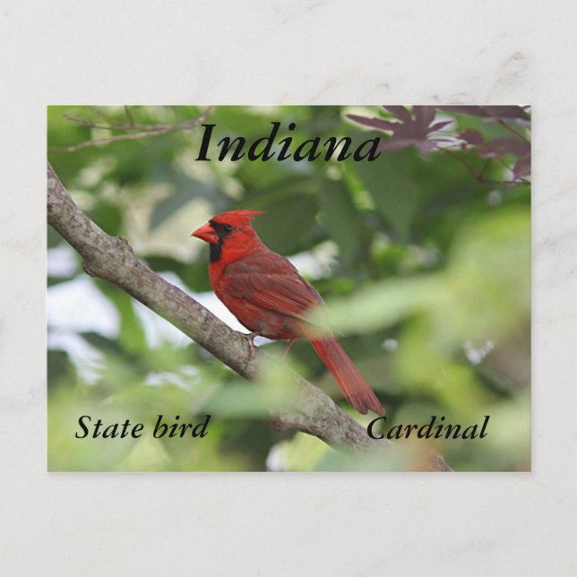Northern cardinal postcard (Front)