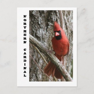 Northern Cardinal Postcard