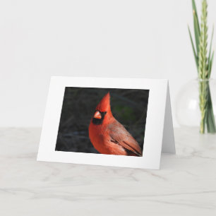 Northern Cardinal Red Bird Blank Card