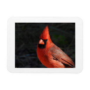Northern Cardinal Red Bird Photo Fridge Magnet