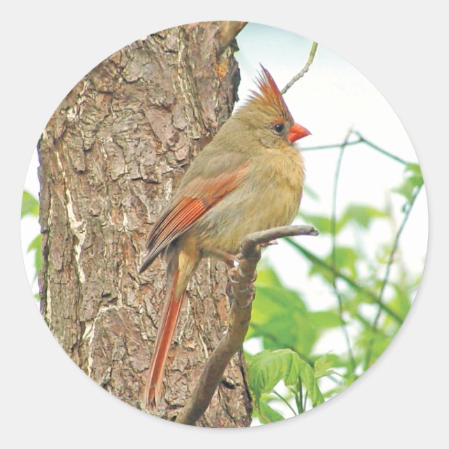 Northern Cardinal Red Bird Sticker (Front)
