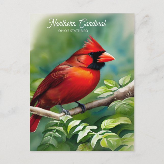 Northern Cardinal-State Bird of Ohio Postcard (Front)